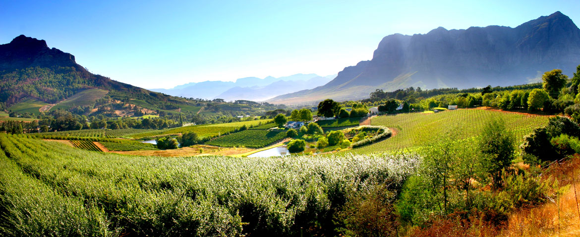 picture of most photographed vineyard in Africa