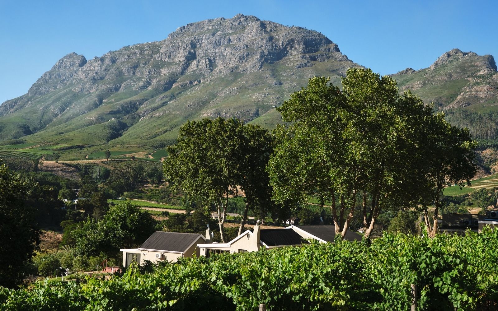 cottages amongst the vineyards